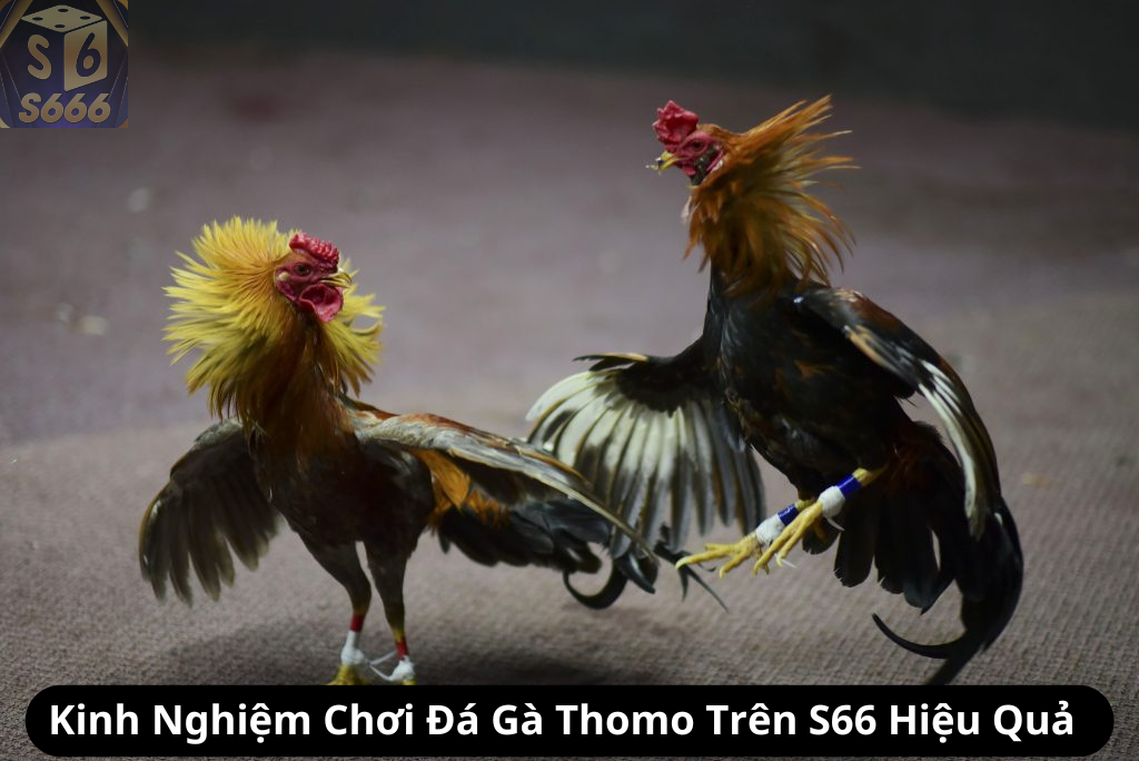 Kinh Nghiệm Chơi Đá Gà Thomo Trên S66 Hiệu Quả