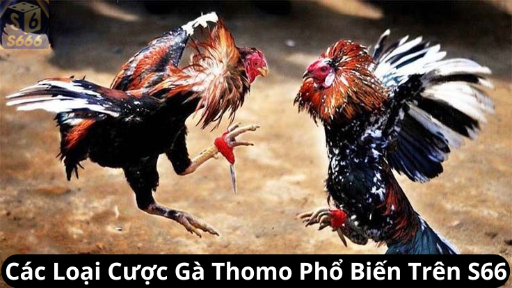 Các Loại Cược Gà Thomo Phổ Biến Trên S66