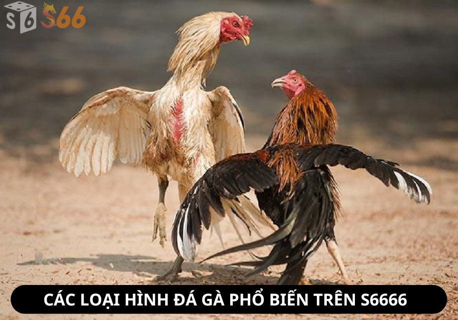 Các loại hình đá gà phổ biến trên S6666