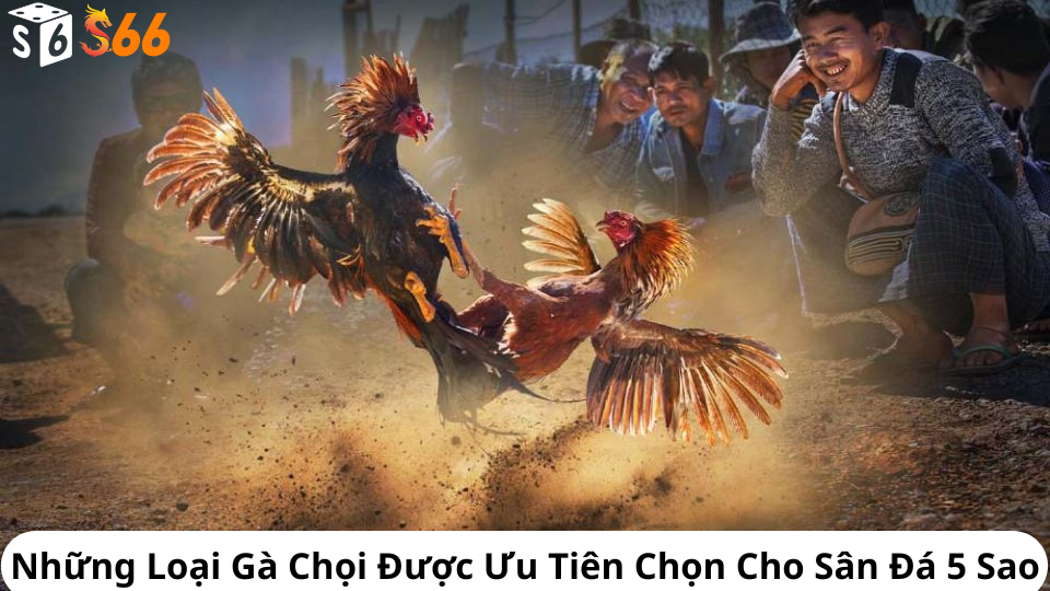 Những Loại Gà Chọi Được Ưu Tiên Chọn Cho Sân Đá 5 Sao