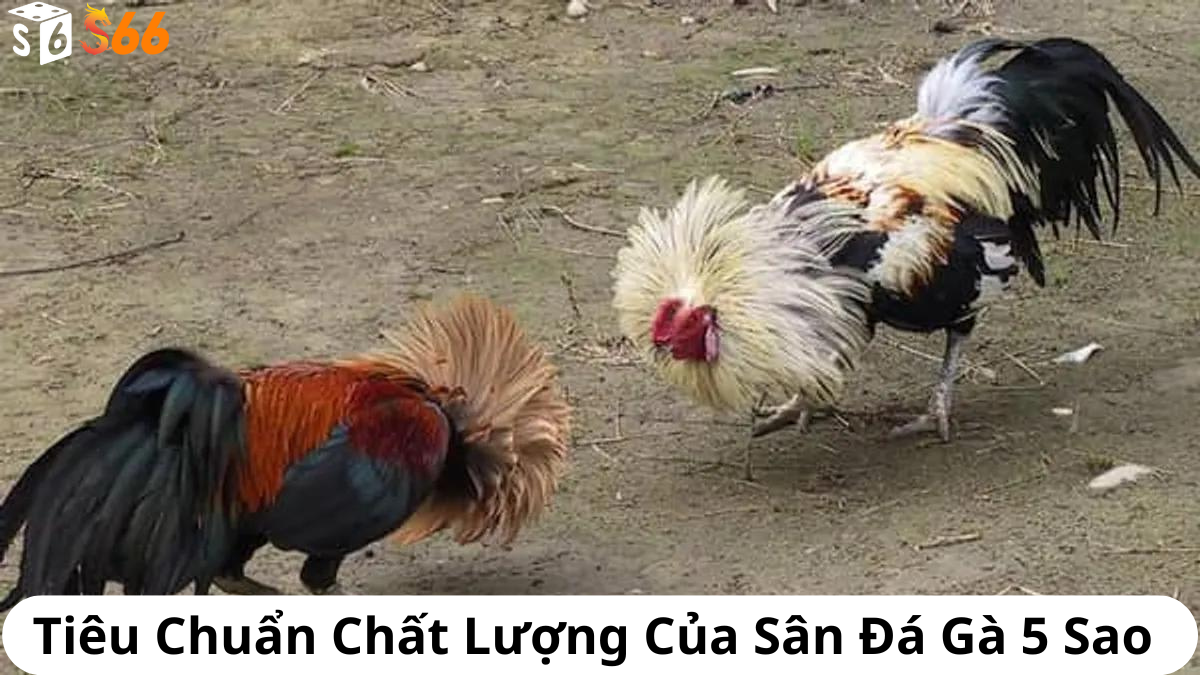 Tiêu Chuẩn Chất Lượng Của Sân Đá Gà 5 Sao